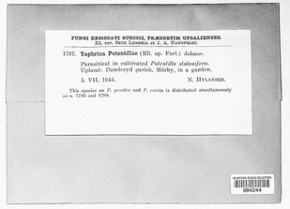 Taphrina potentillae image